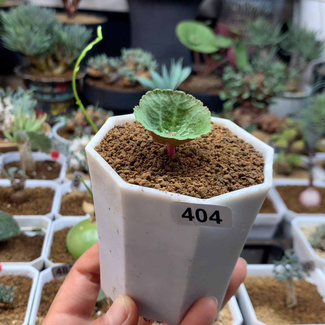 小雨伞小酒杯带盆404