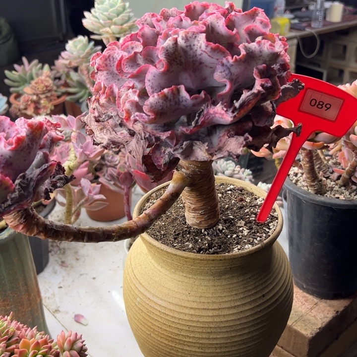 香*儿高沙多肉植物089