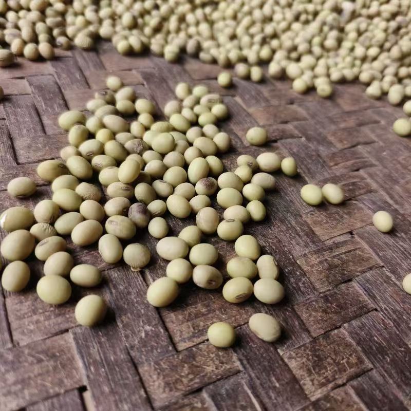 农家自产自销新鲜青皮黄豆