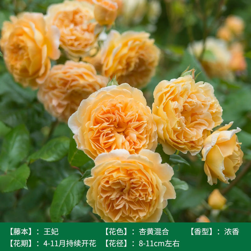 王妃藤本月季花大苗浓香蔷薇花苗爬藤四季开阳台庭院花卉植物盆栽
