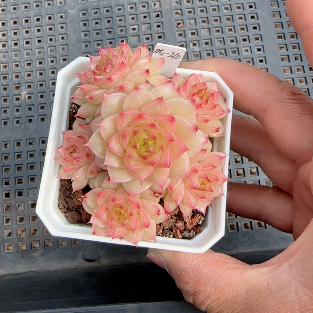 红*果【闪购商品】0209-88（m1-210）