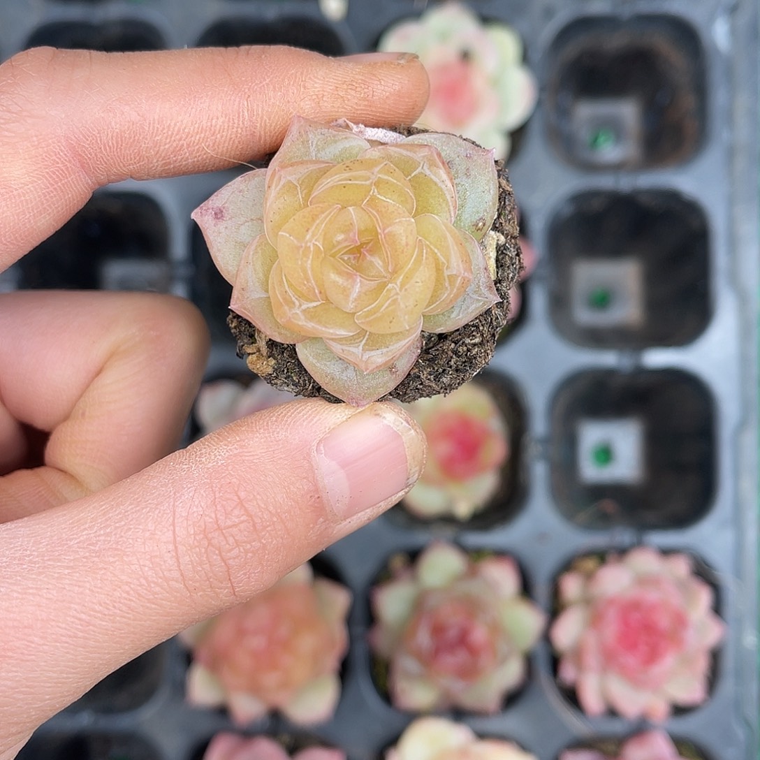 多肉一物一拍26-197