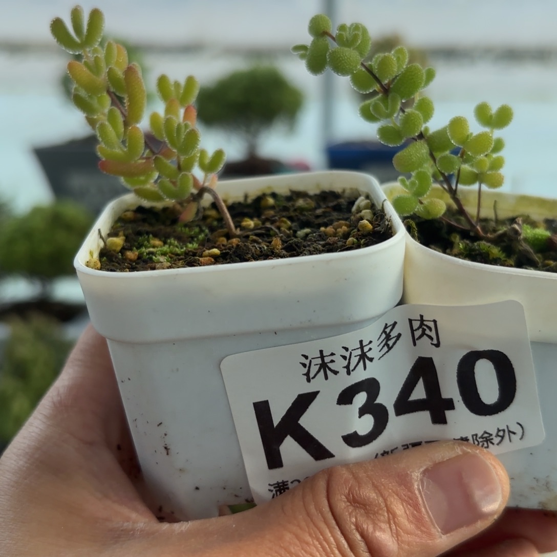 340冰糖和翡翠组合