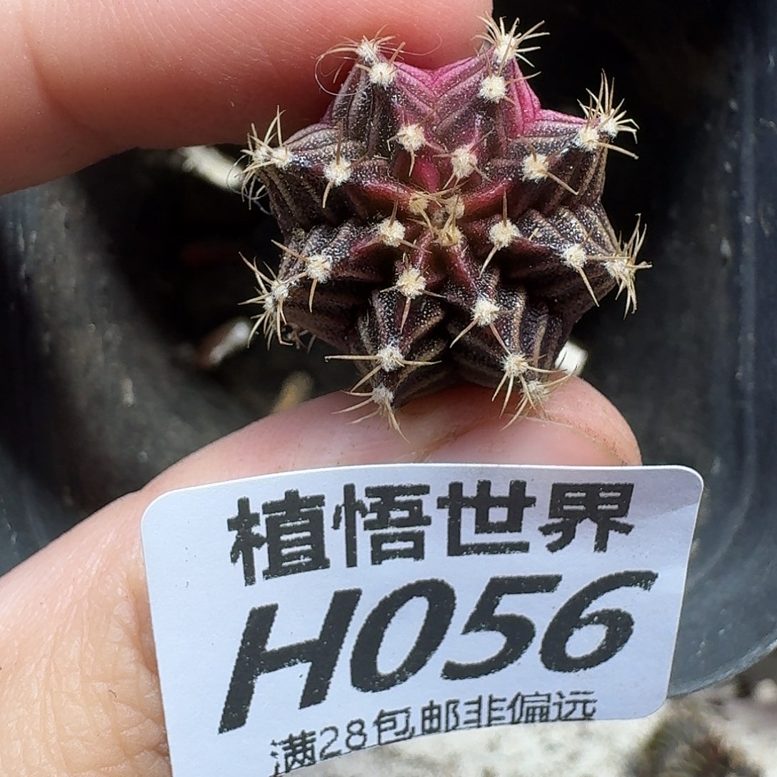 多肉植物的润泽hjk