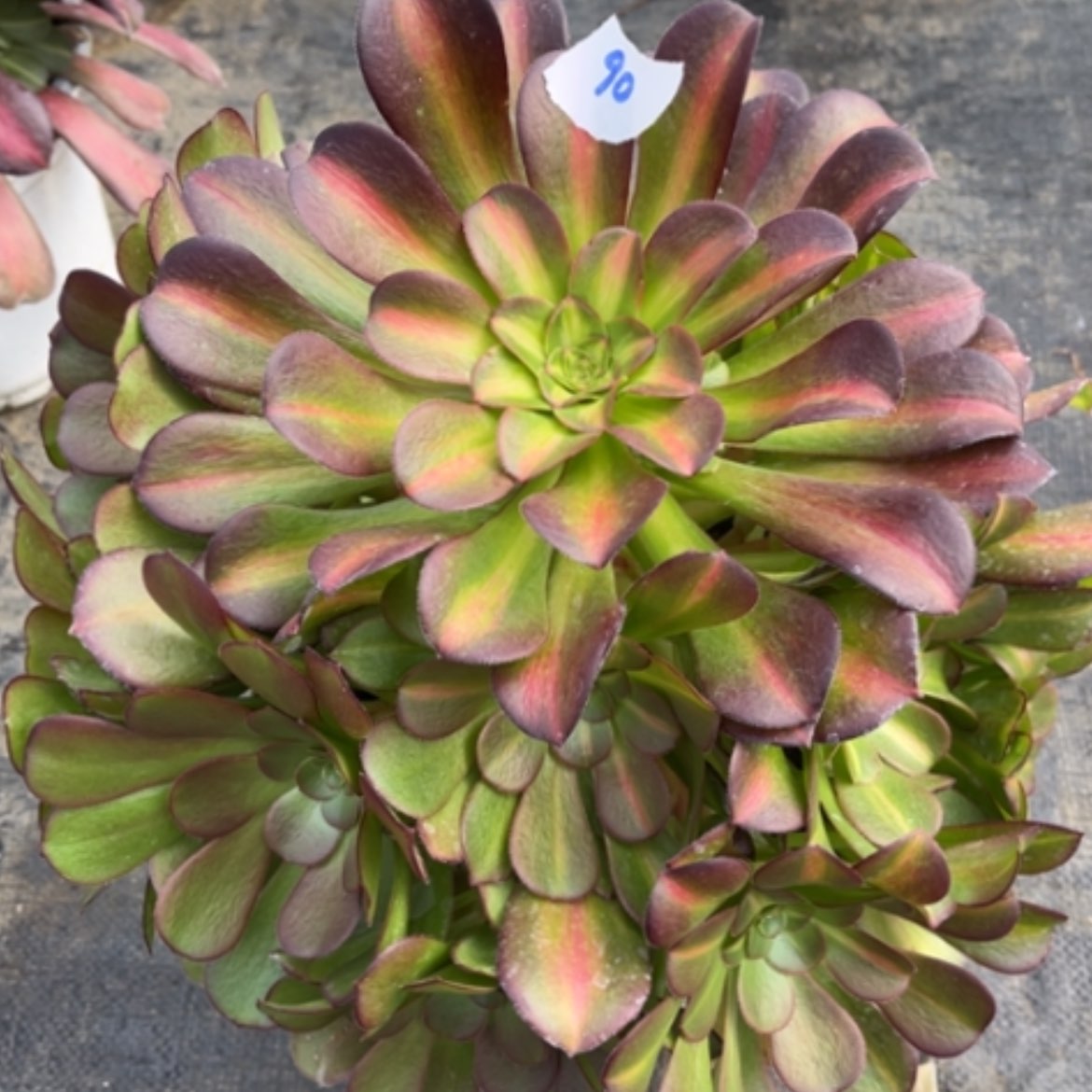 【闪购商品】90花钠锦多肉法师