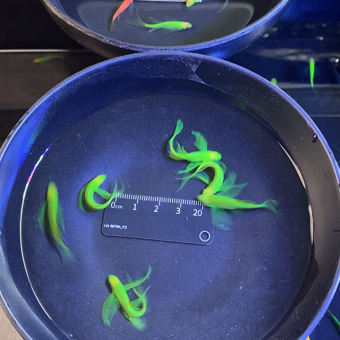 斑马鱼蝶翼精品翡翠绿5➕1备损共6个