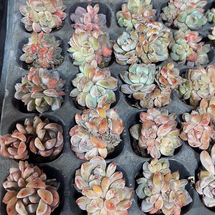 小星影群1元带土发货