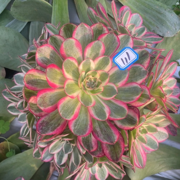 111嫁接倾城拉丝锦锦