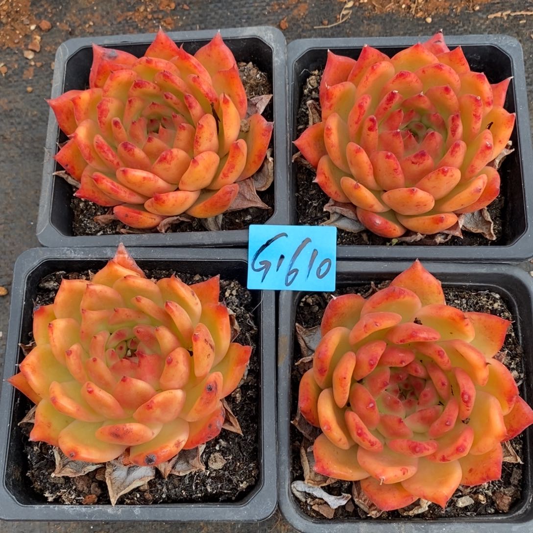 多肉植物多肉植物1610