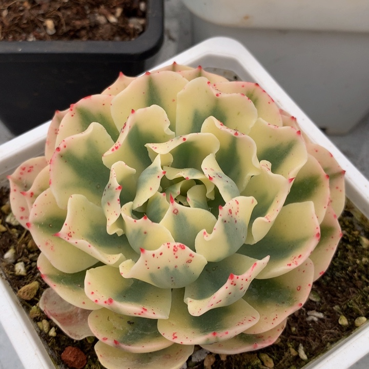 海啸锦锦上园艺一物一拍