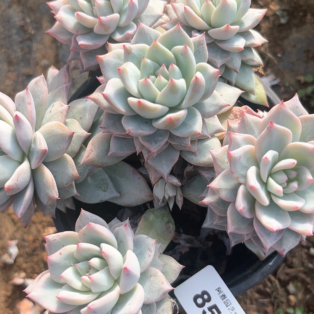 阿雅园艺。          859