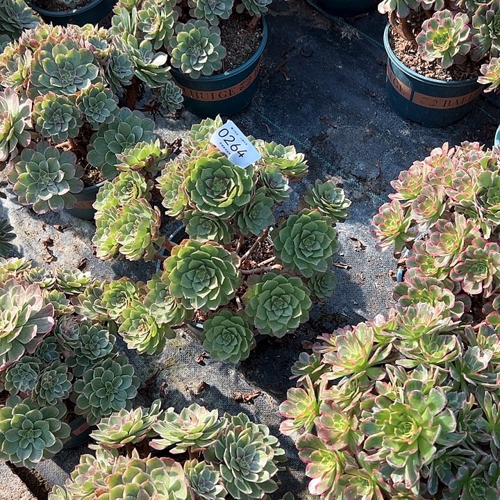 0264万圣节多肉植物