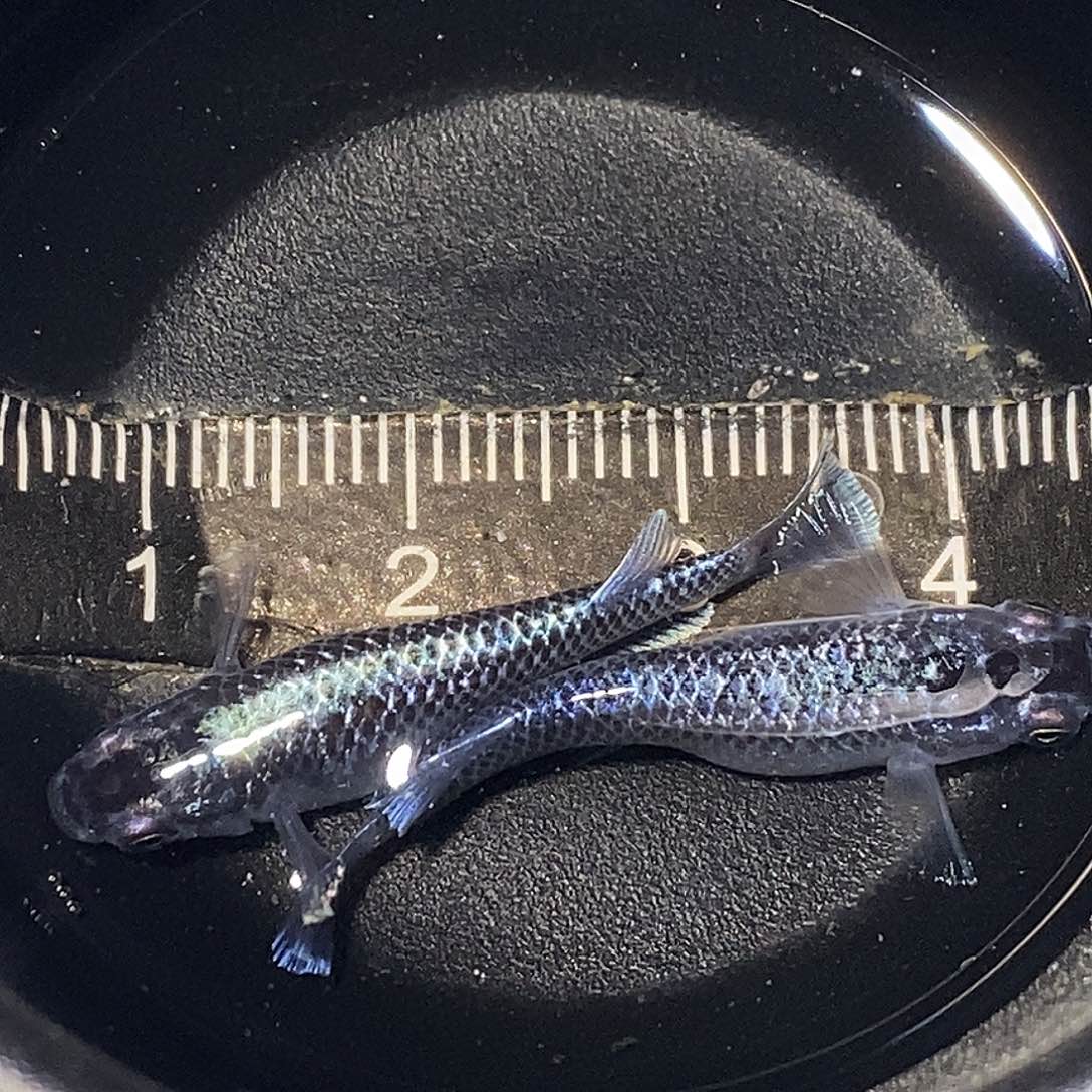 海水鱼星光礼服一组01