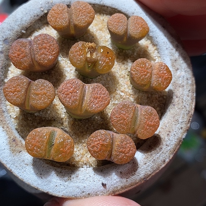 超级蛋糕风铃一颗。   