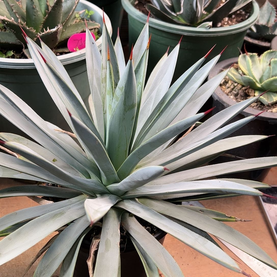 无花朵多肉植物冥王龙舌兰