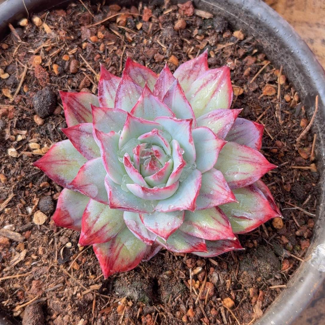 一物一拍，惊鸿仙子