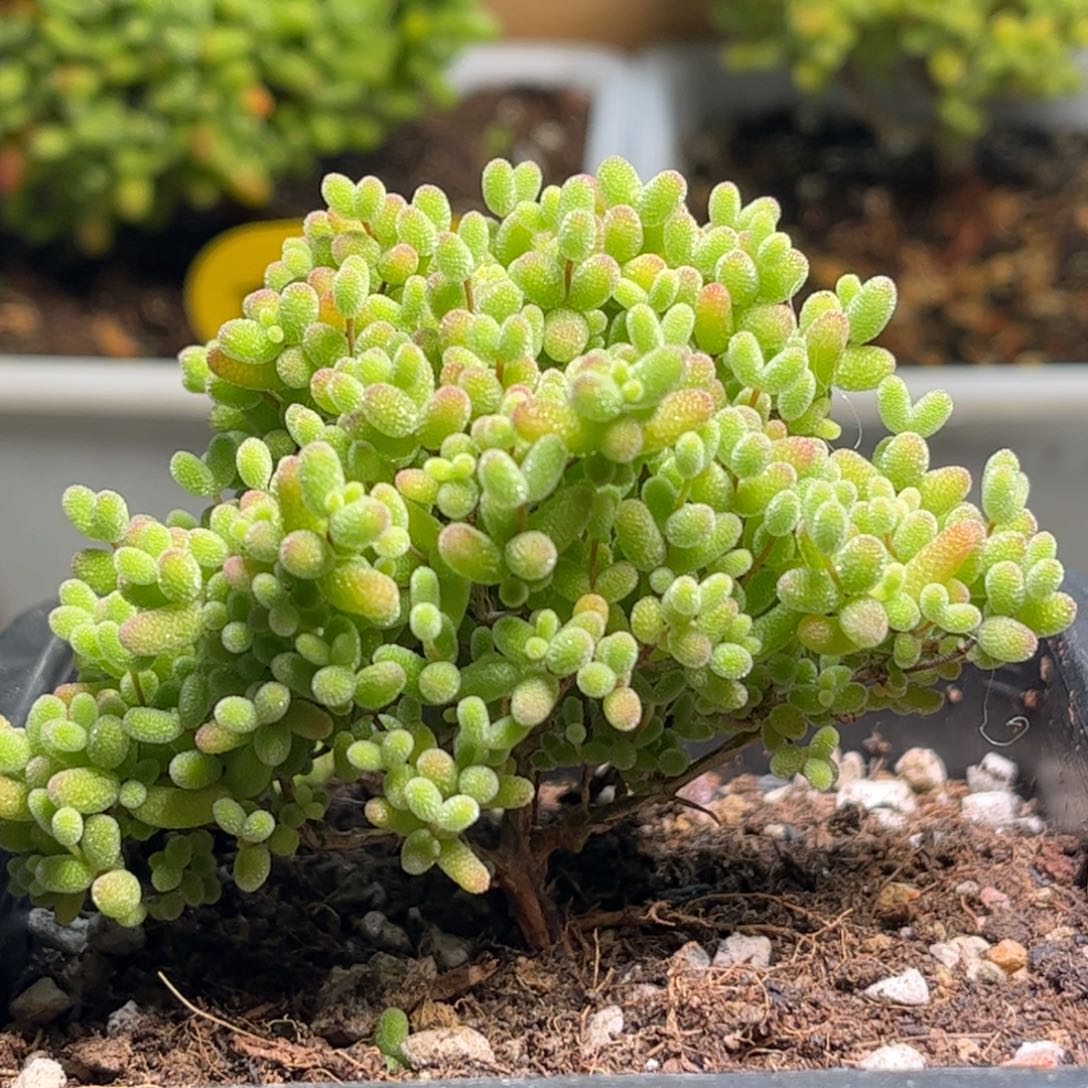 005蜜桔糖球枝干优选