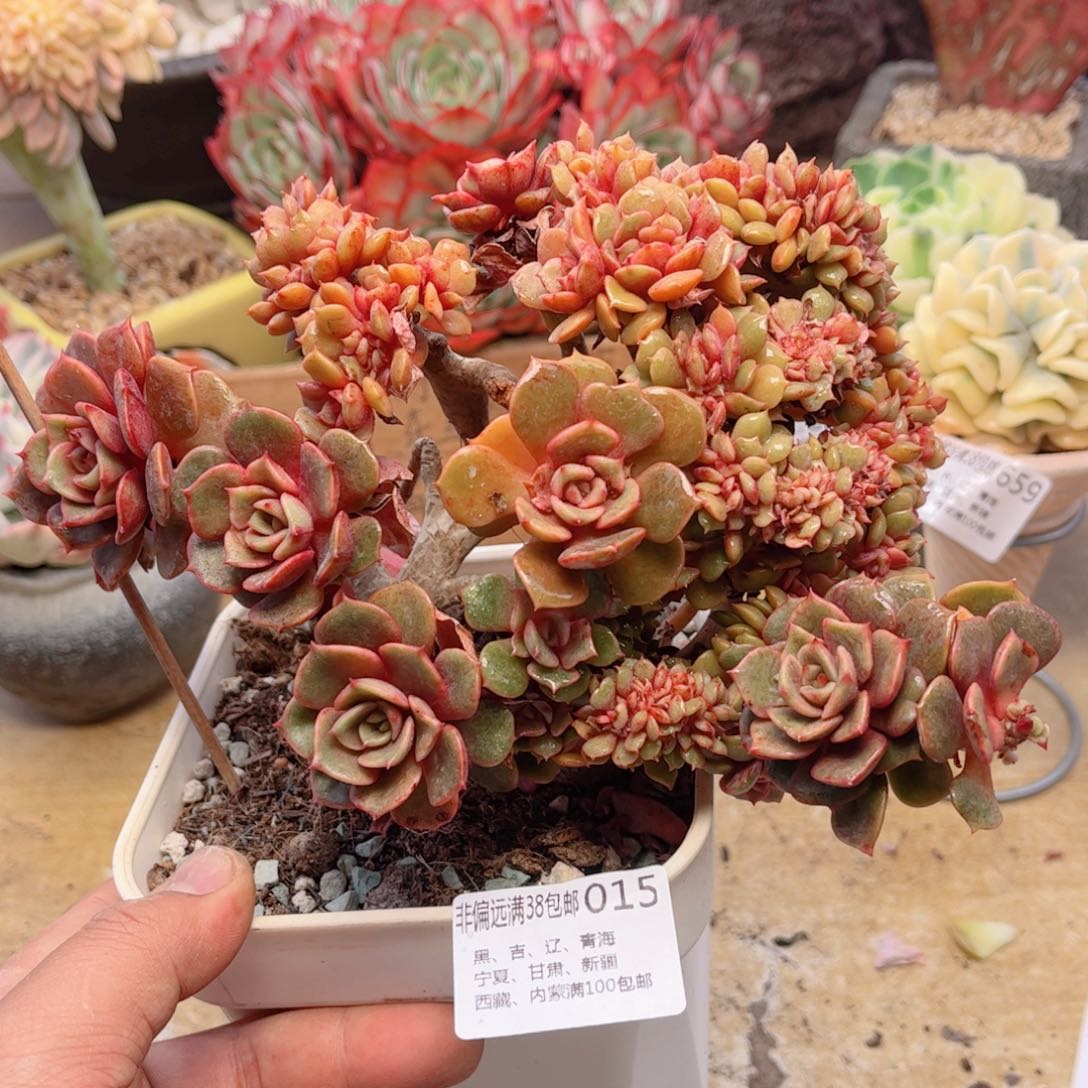 015大红袍缀德华多肉