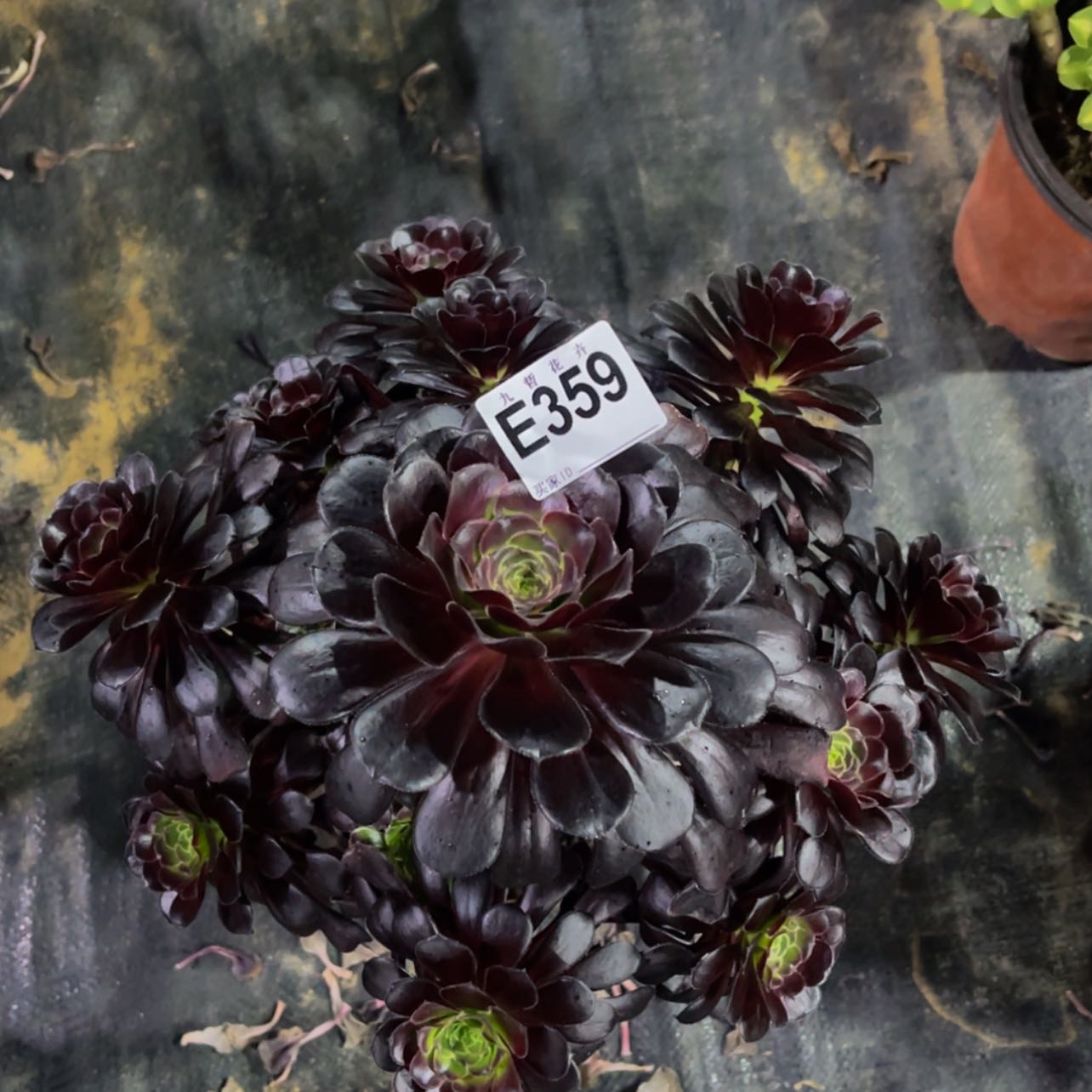 【闪购商品】35900