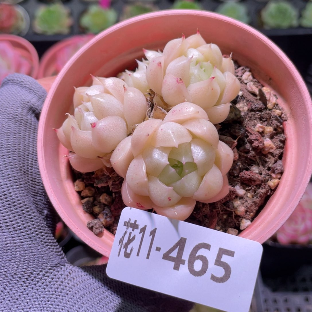 花利美11-465麦秆