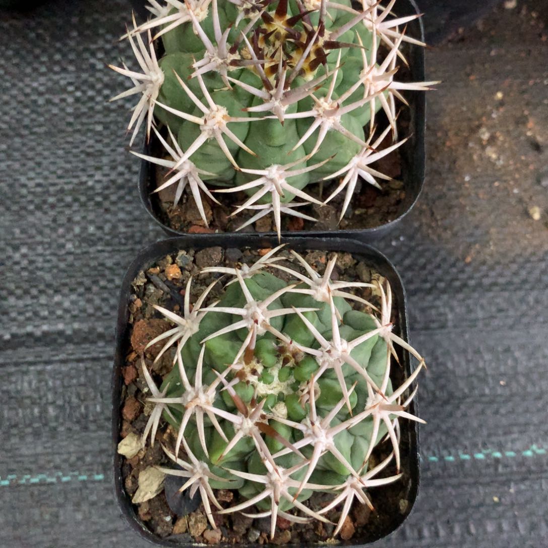 开播福利实生仙人球