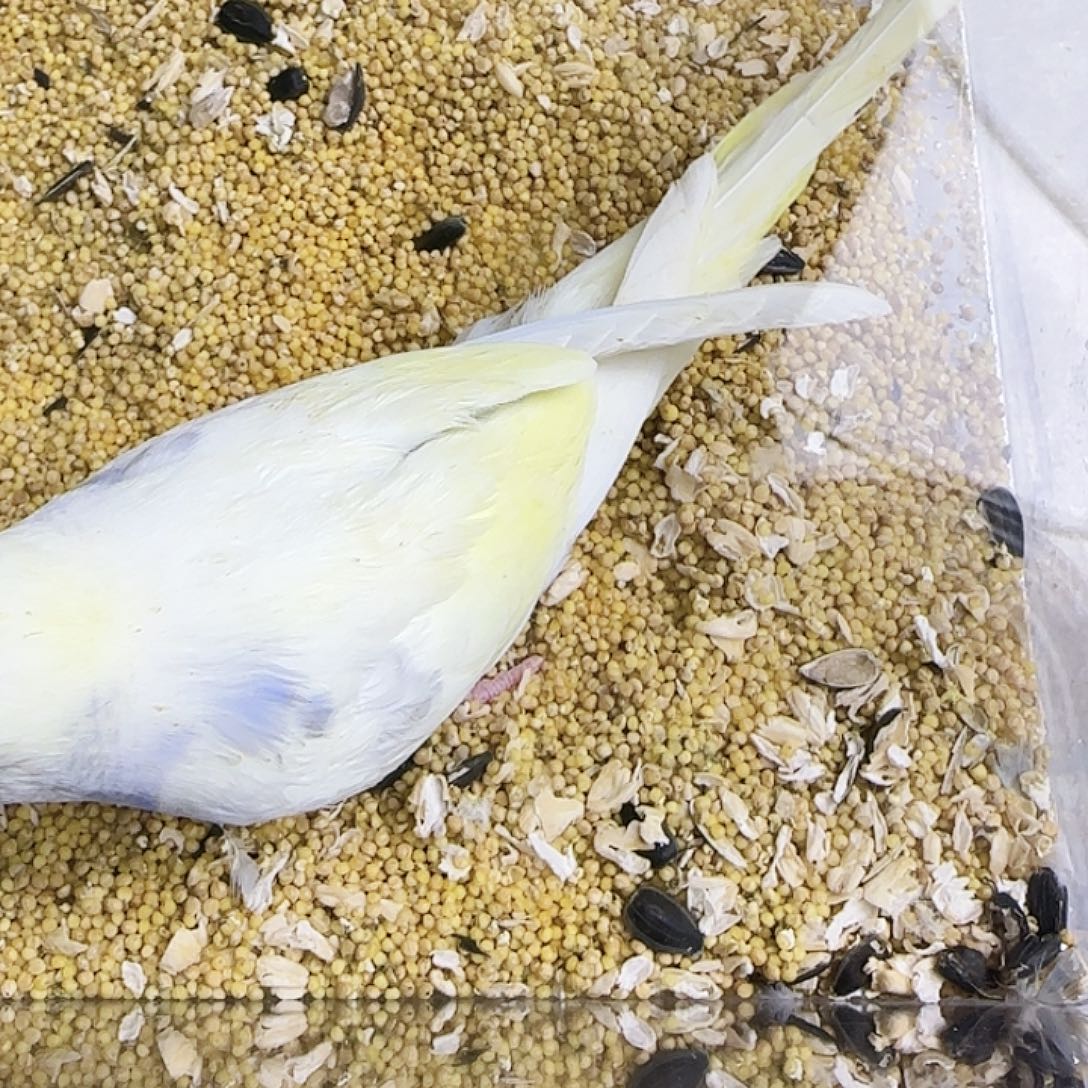 虎皮鹦鹉金彩金彩