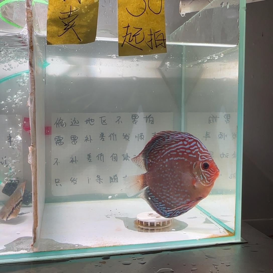 七彩神仙鱼肉身10偏远地区不拍