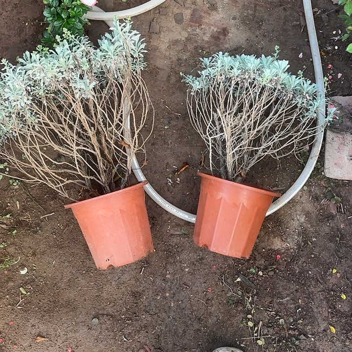 狂***野无花朵带土球发货