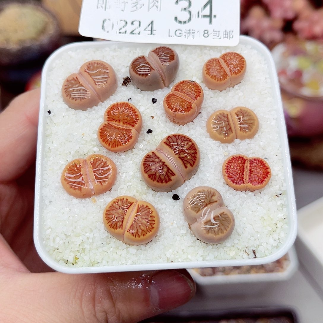 郎哥多肉生石花24-34