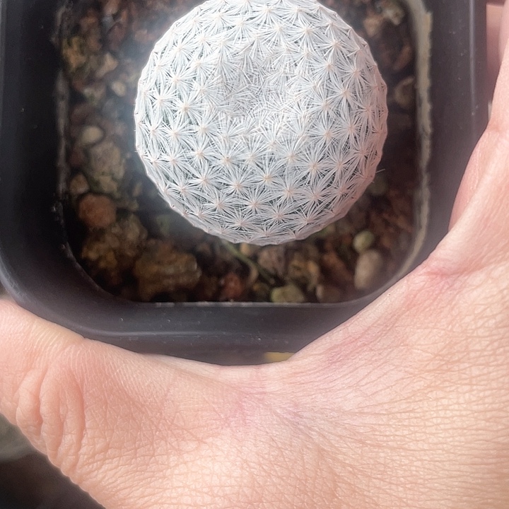 实生白鸟仙人球一颗