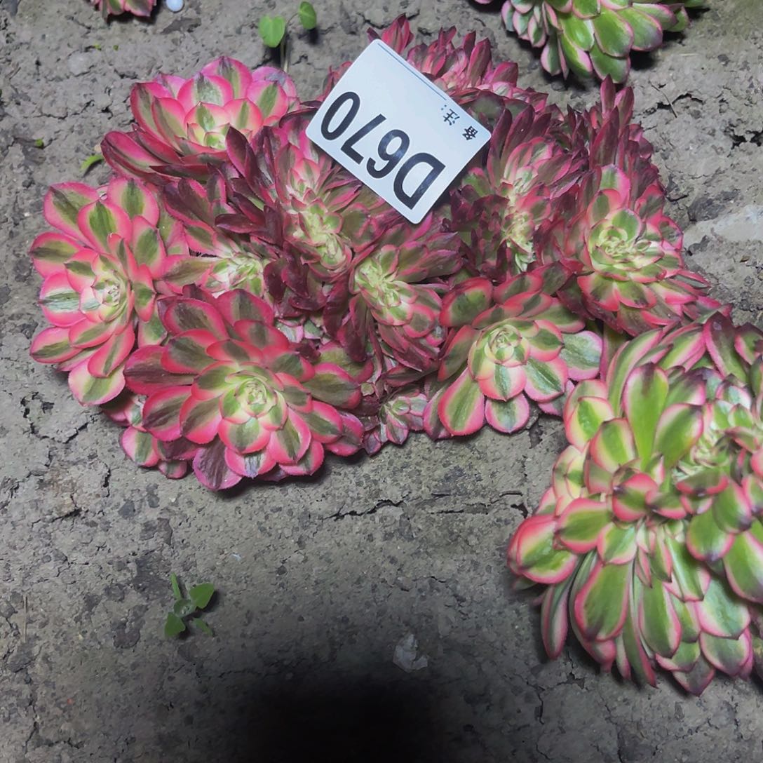 雨荷法师28–39包邮法师