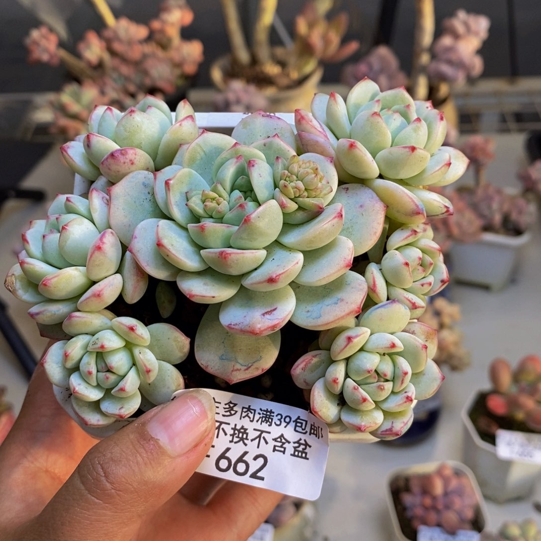 662丸叶香草多肉8cm