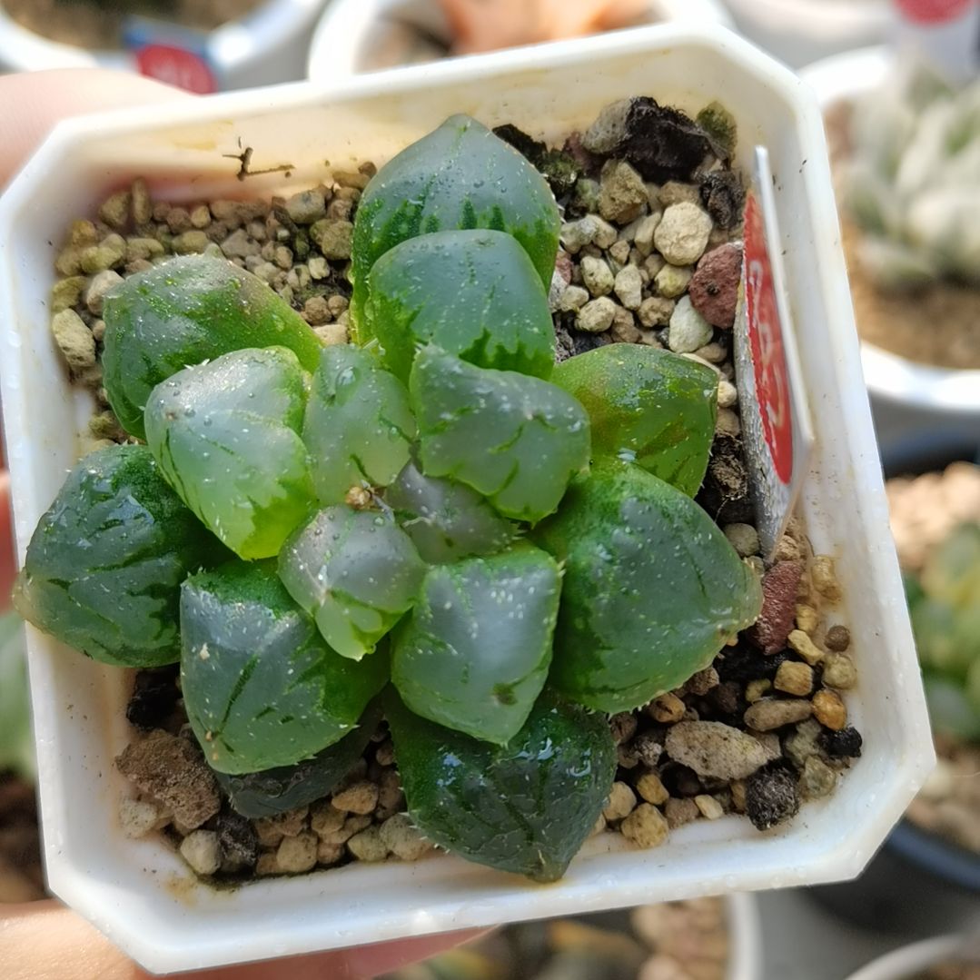 442号实生玉露一物一拍带盆土发货