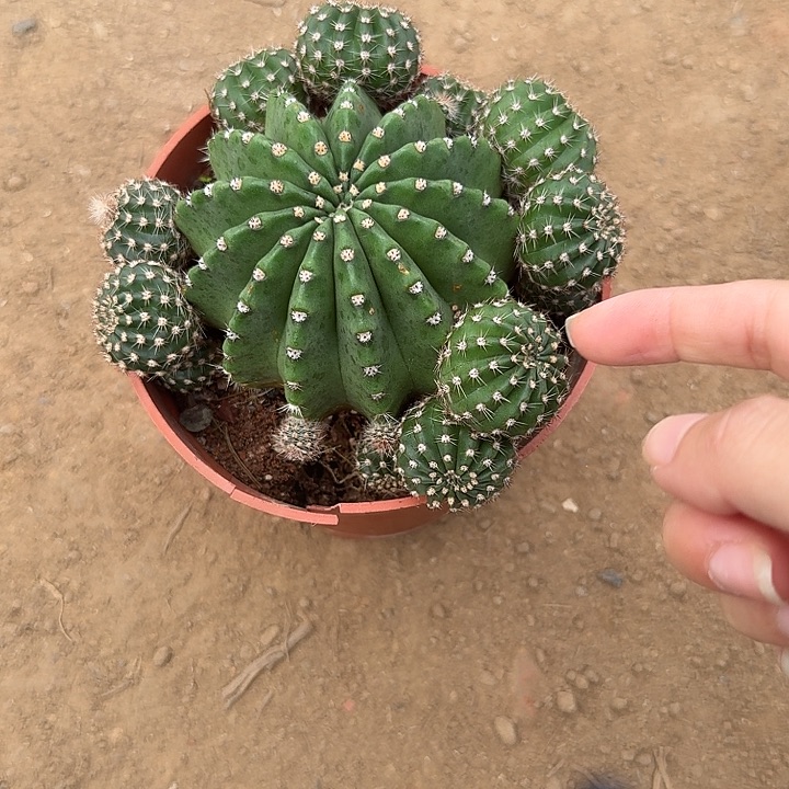 妮***子金冠的时候我就觉得我