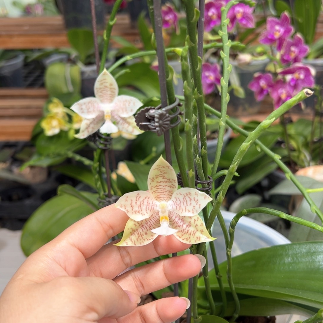 当前无花栽培后可以开花绿铁象