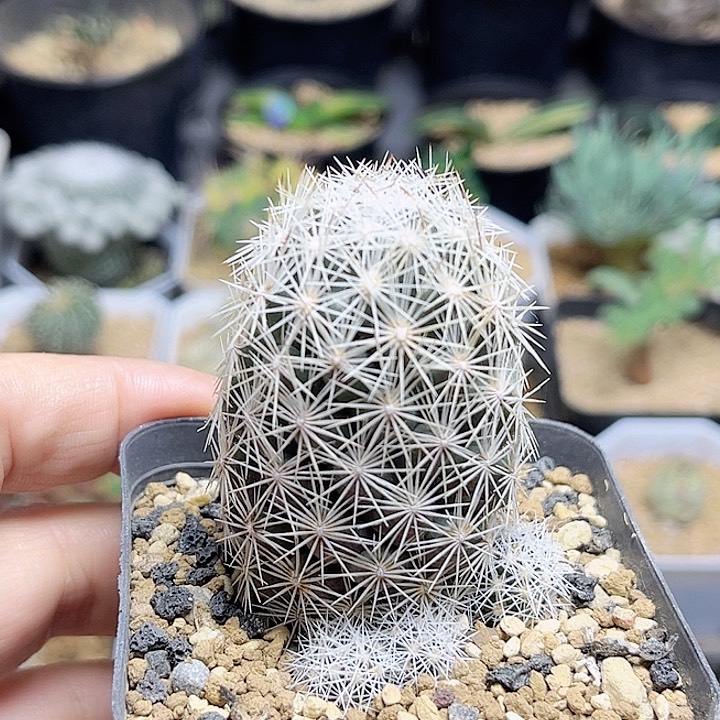 孤僻丸实生球群一颗3.6公分