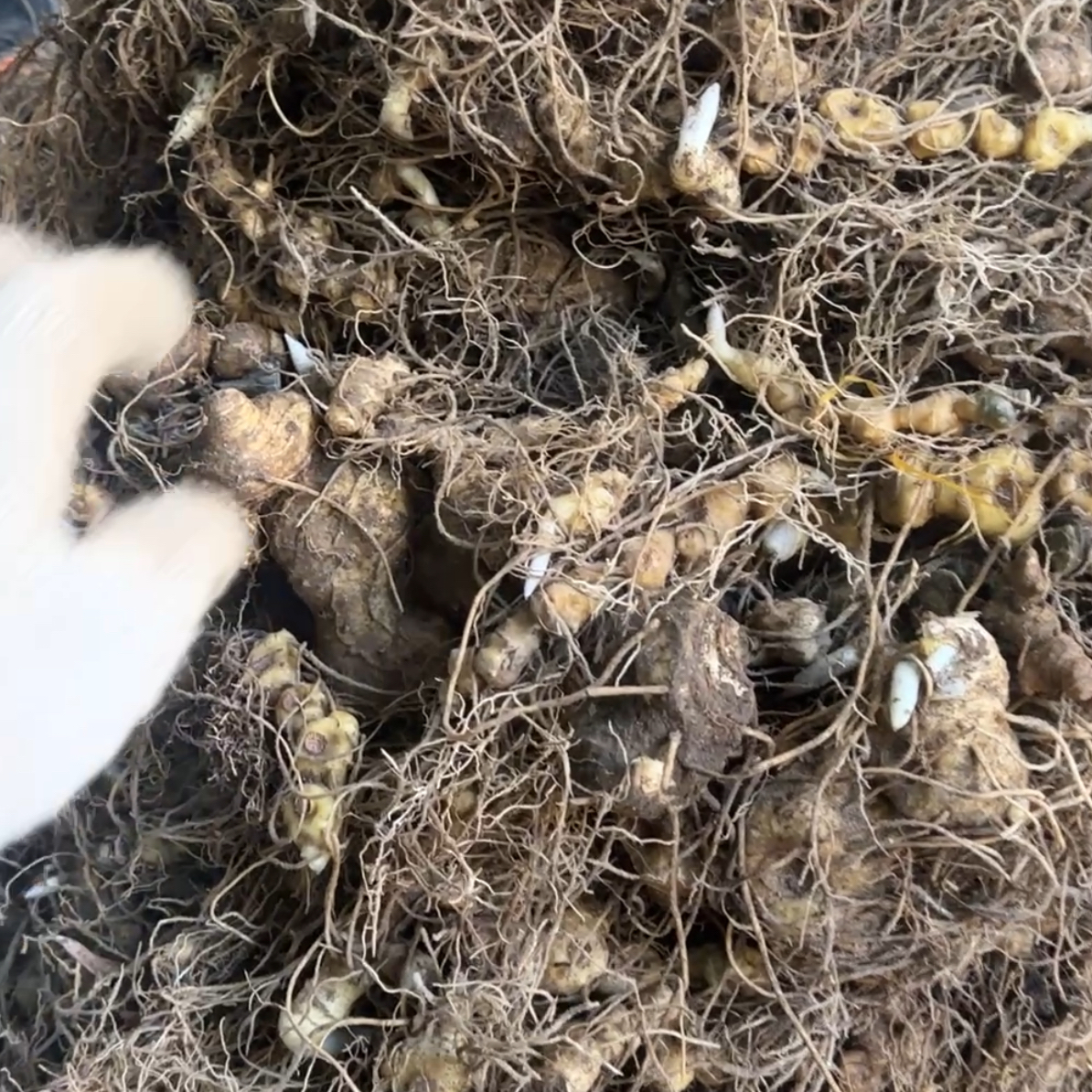 草本植物黄姜带须根茎类新鲜草本植物（凤专用）