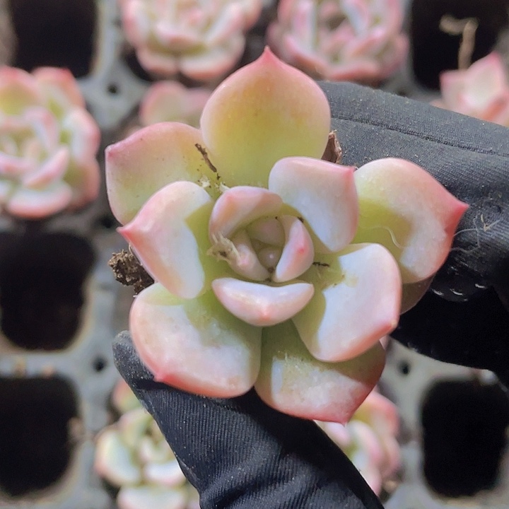 10精品琥珀2颗一组