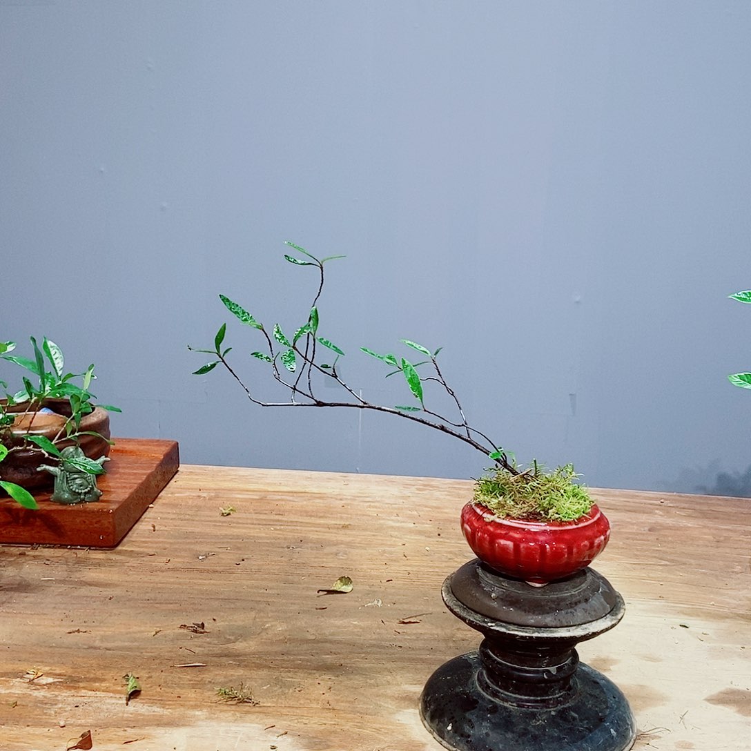 无花朵一**际感谢您