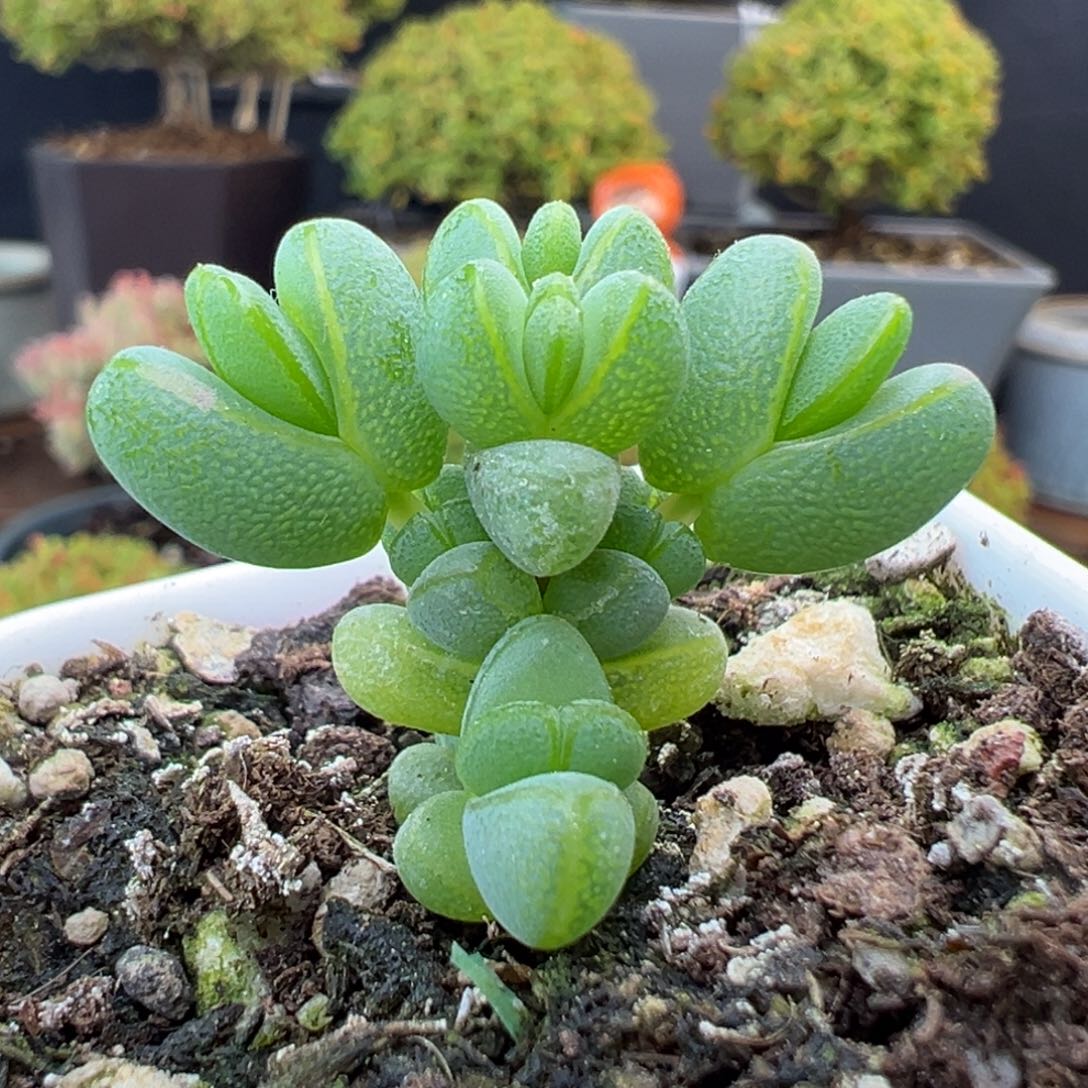 dy5530小可爱元宝冠幅3cm