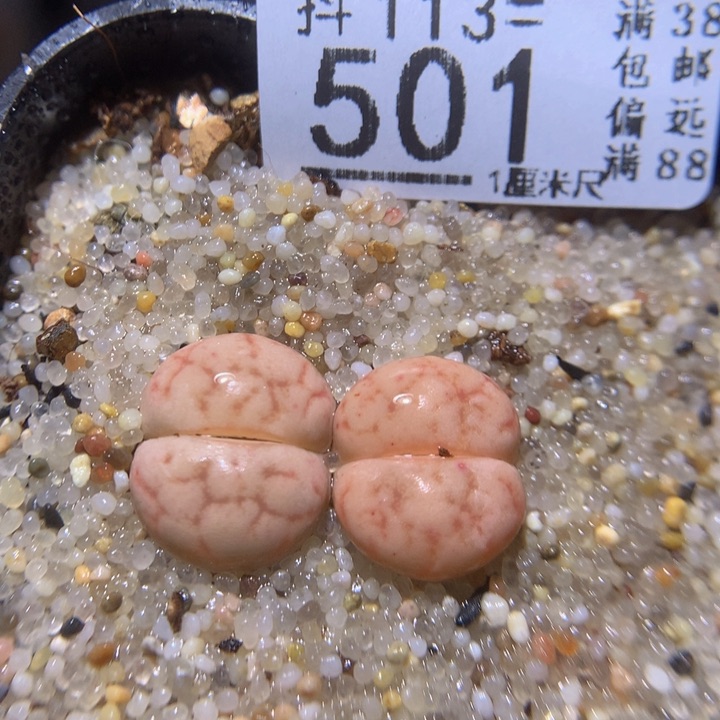 精品生石花113.501女娲石