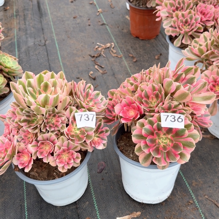 粉女巫法师不包损组合736737