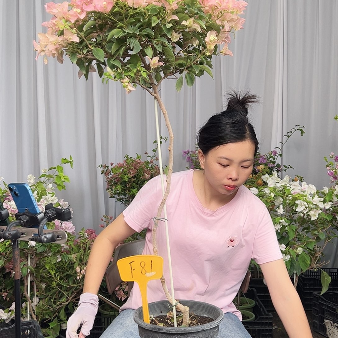 花***季当前无花栽培后可以开花F81卡亚塔