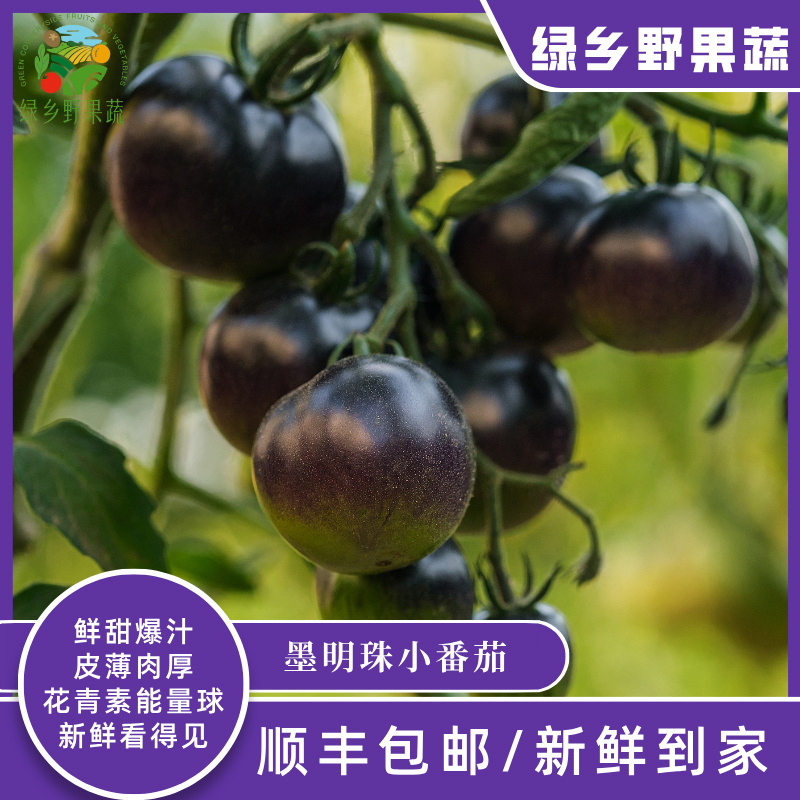【顺丰包邮】墨明珠小番茄富含花青素口感香甜优先好口感（1-4）斤装