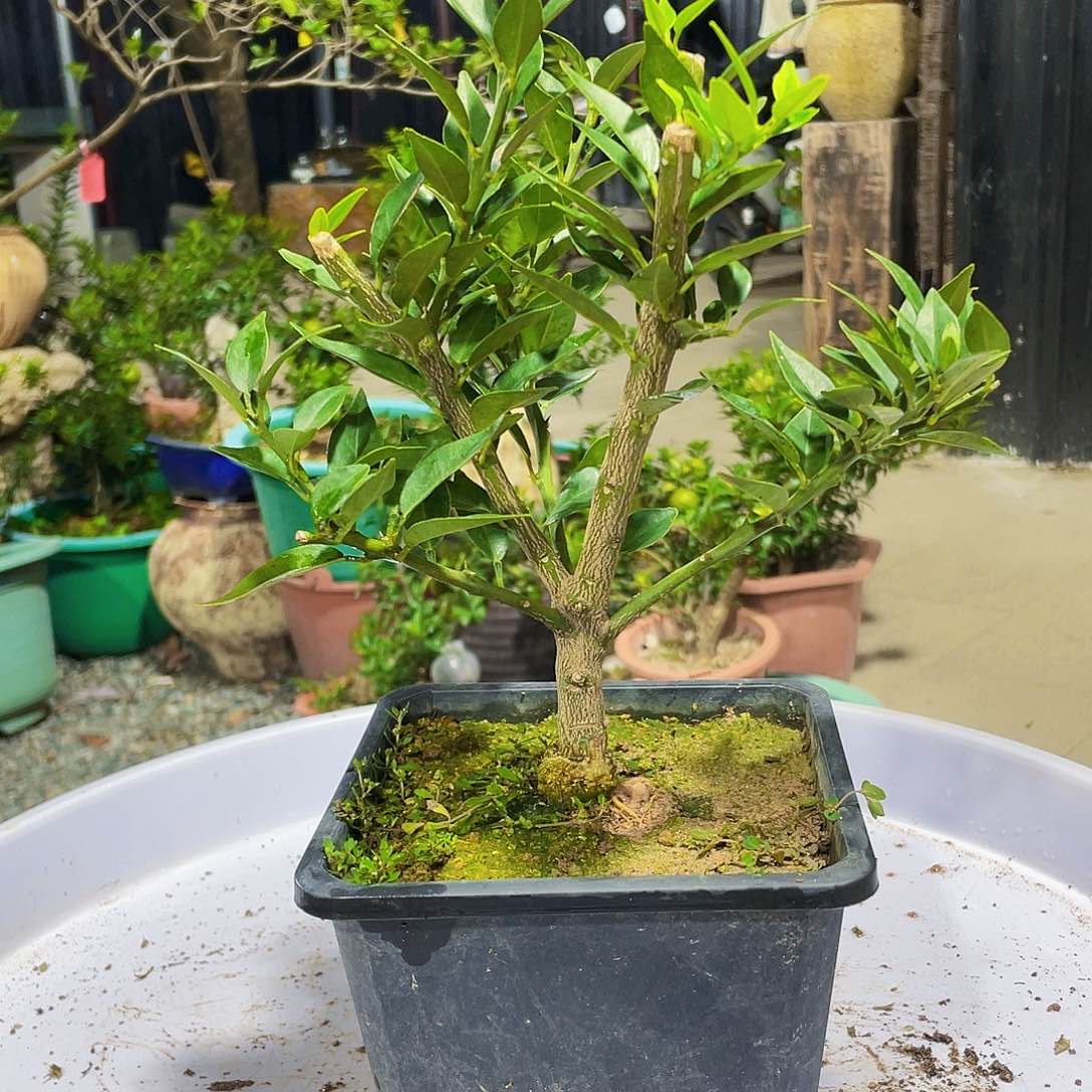 完全开放不****⁰八房柑八房柑