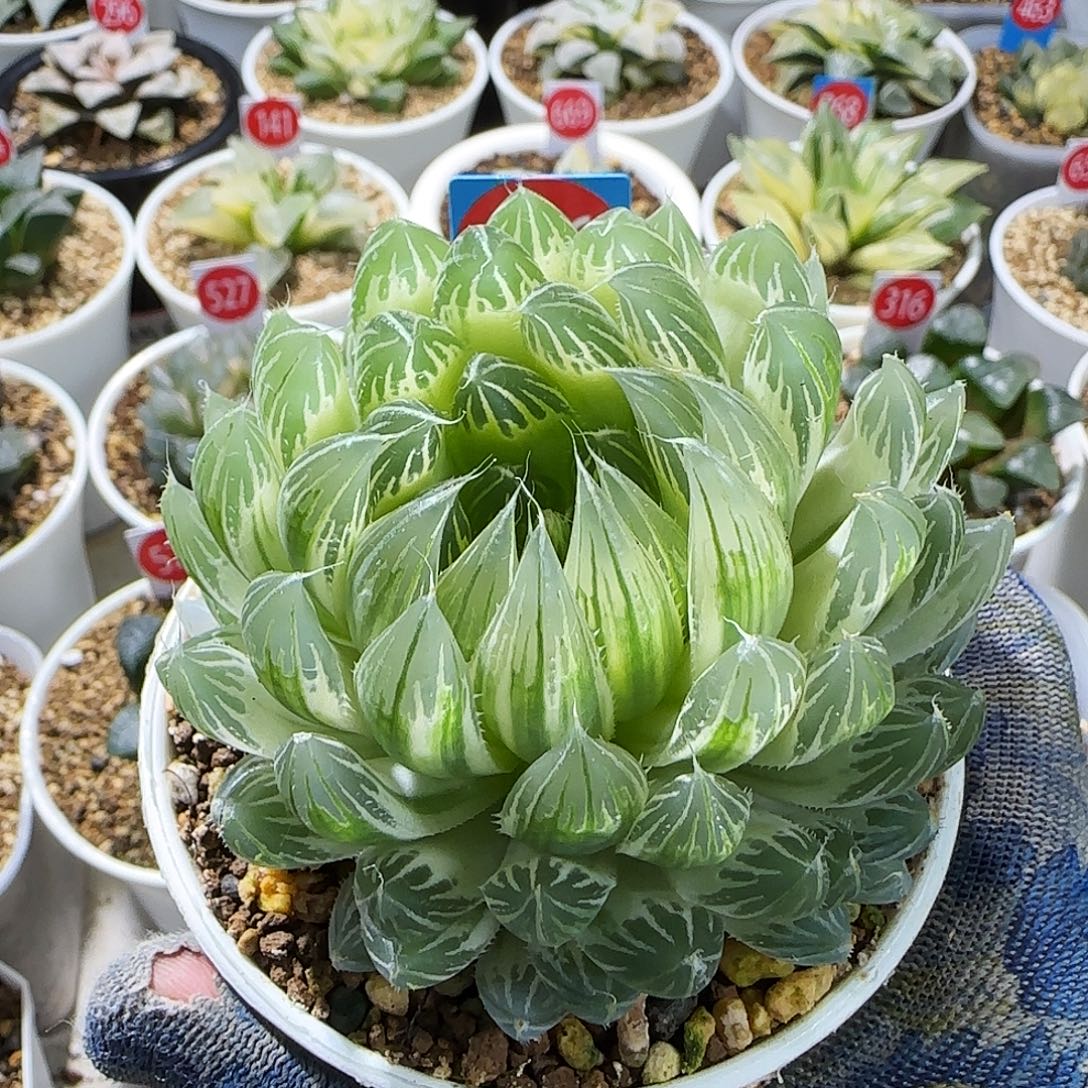 276号糊斑花蝴蝶 8 厘米左右一物一拍带盆发货