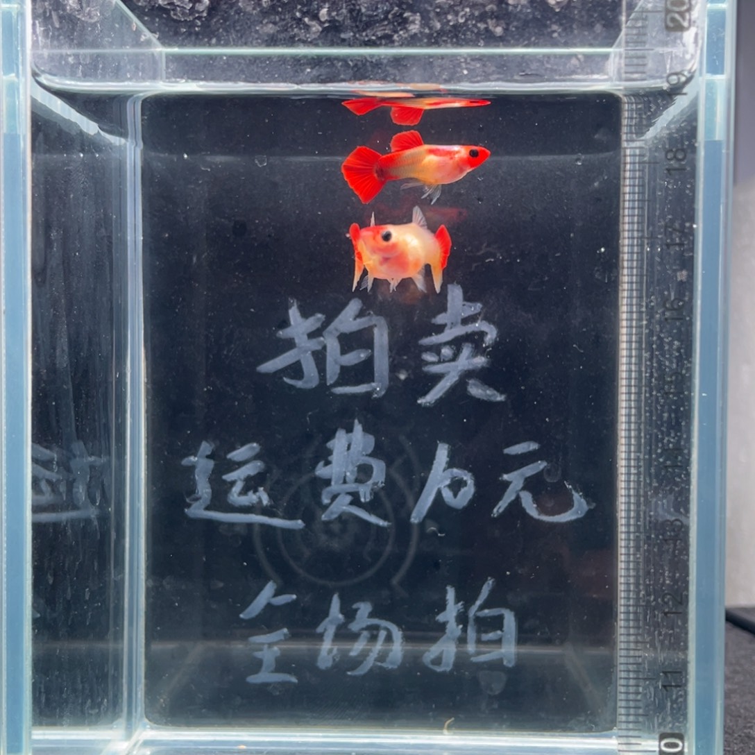 孔雀鱼红头玻璃猫一公二母