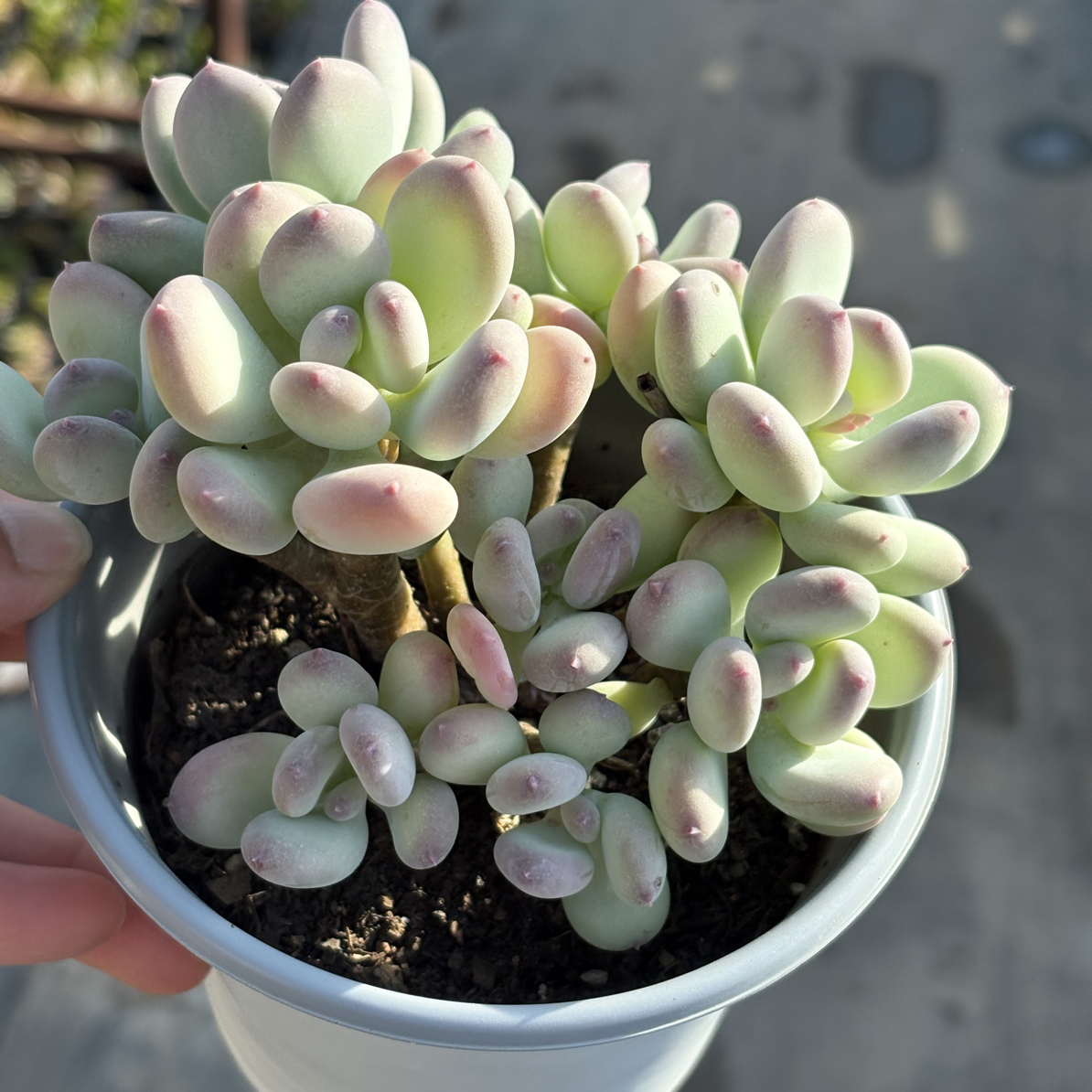 三日月美人多肉整群11㎝盆 只发新疆一单包邮