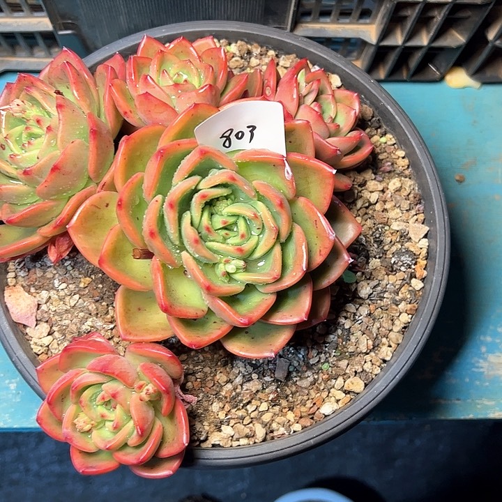 云**轻803//////////////