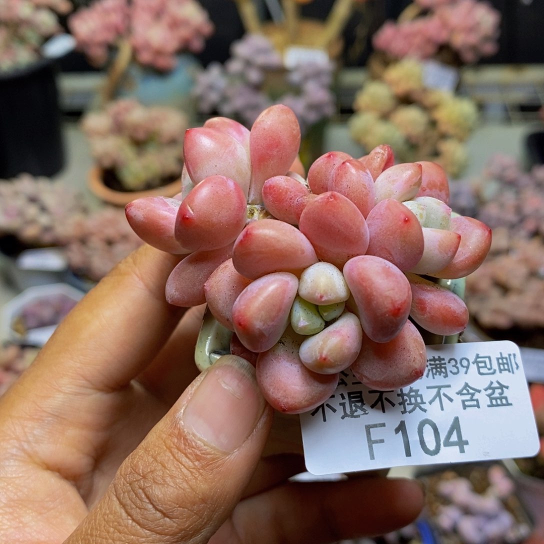 104樱花洛神多肉5c m